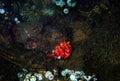 Red hermit anemone caring crab Dardanus Arrosor Royalty Free Stock Photo